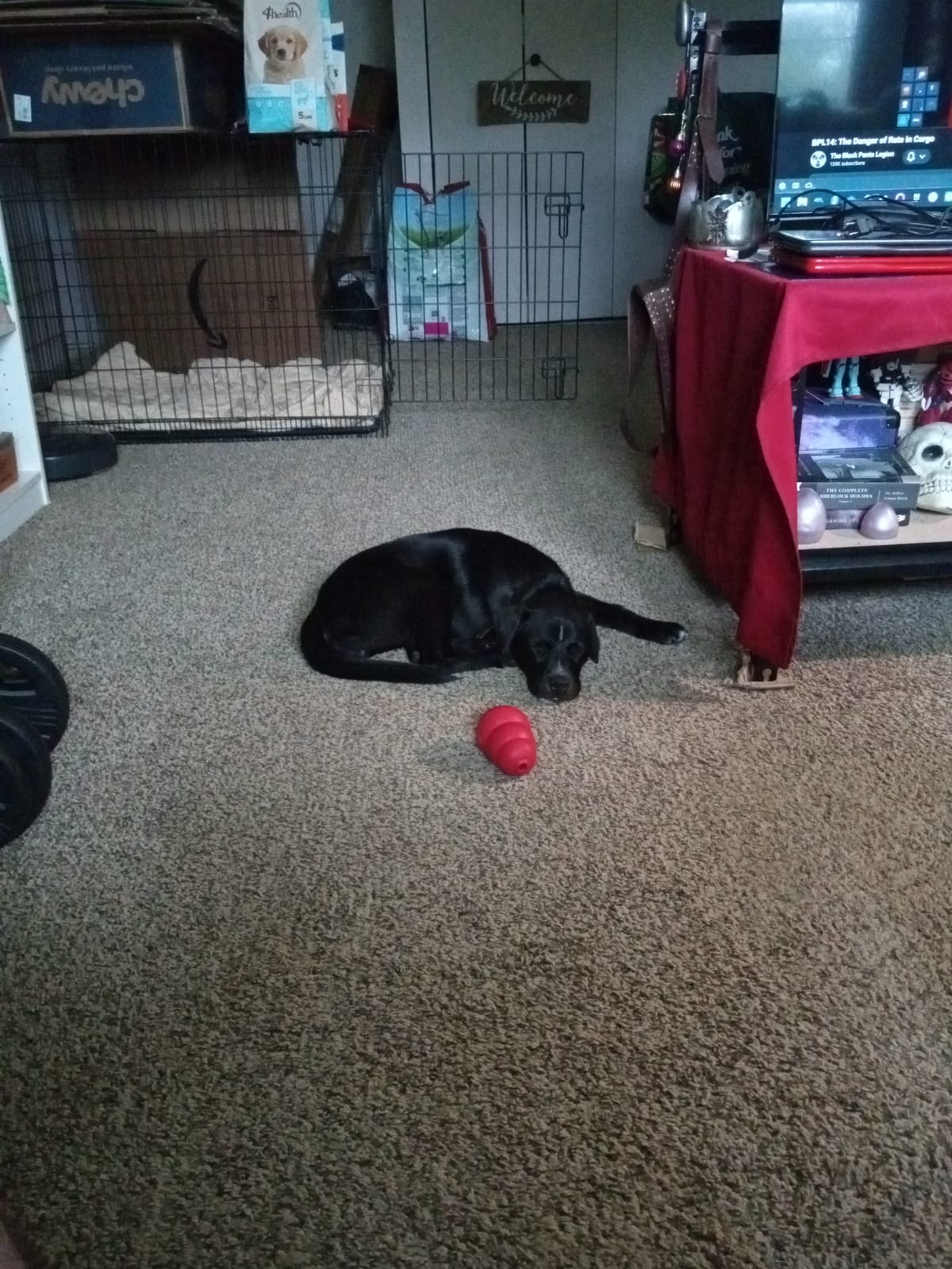 Projects continue, Dog adopted